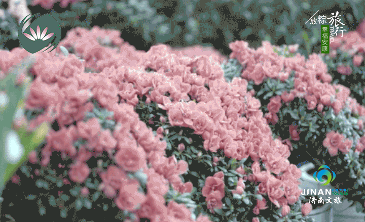 动图5.gif