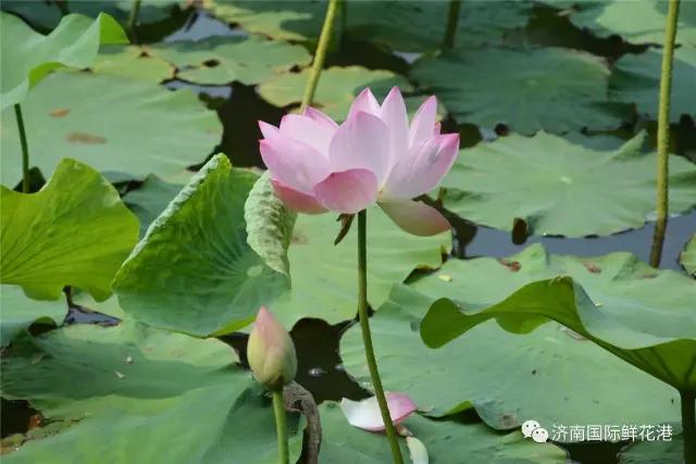 父亲节3..jpg