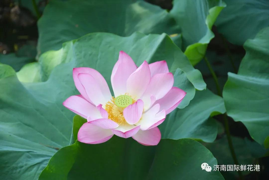 鲜花4.jpg