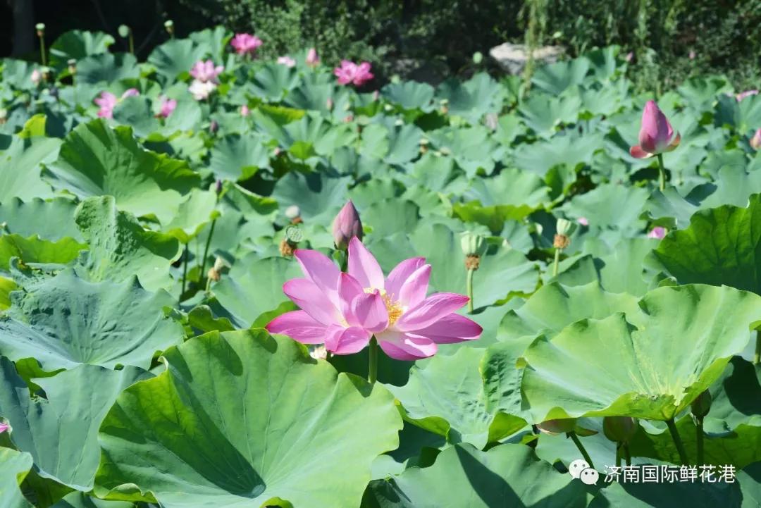 鲜花5.jpg