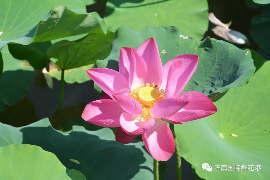 鲜花2.jpg
