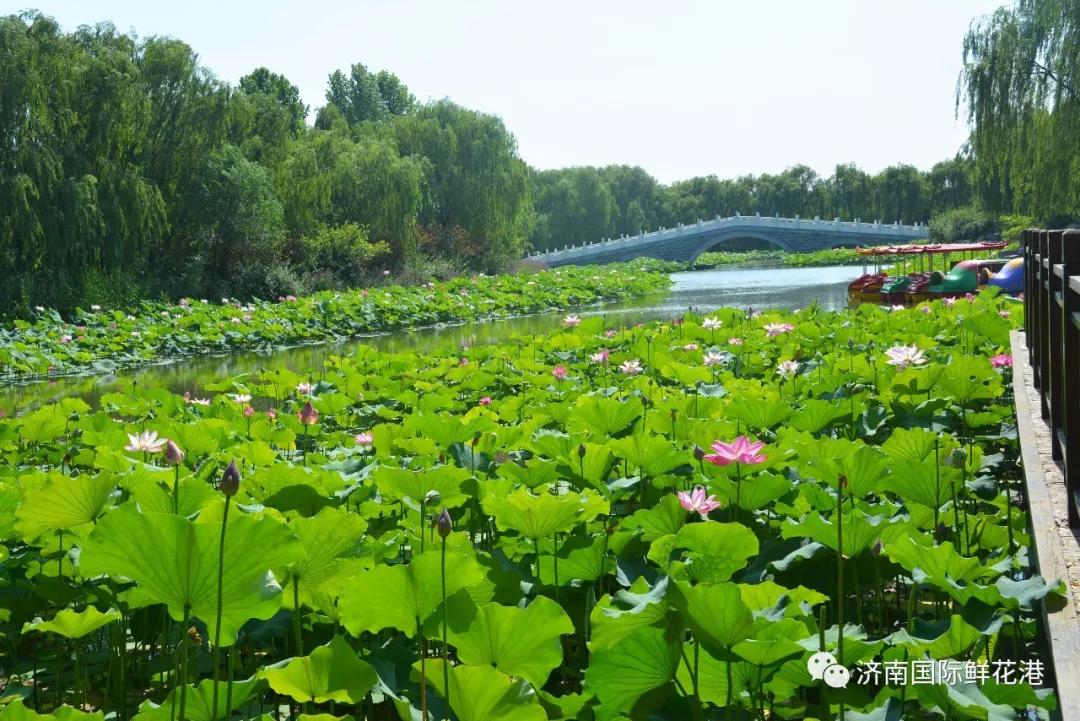 鲜花3.jpg