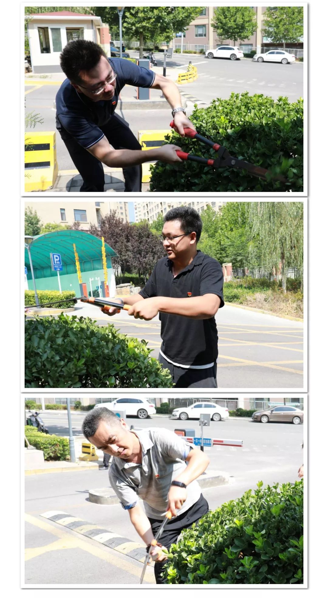 种树苗3.jpg